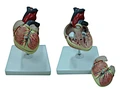 Medical education heart model